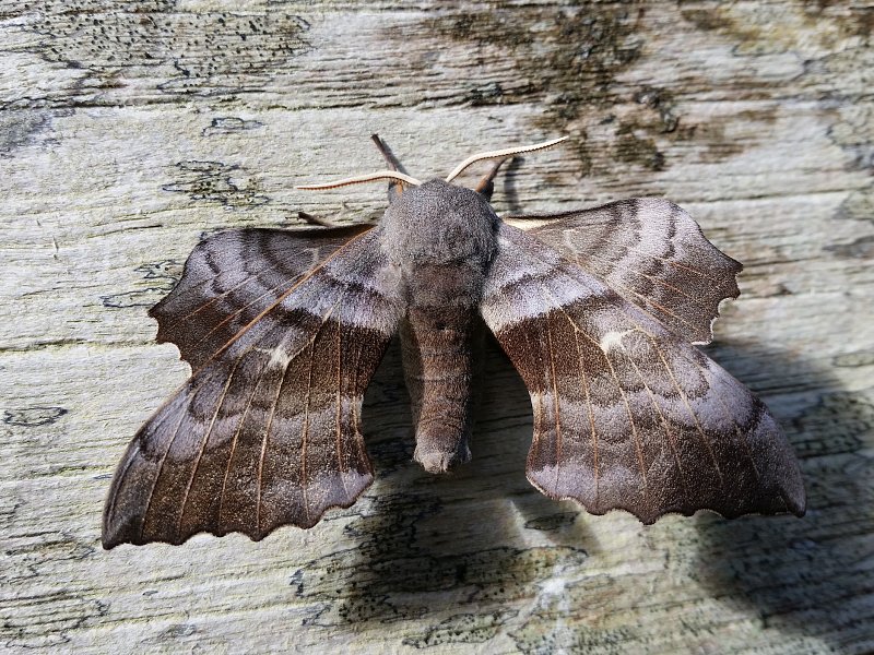 Wildlife Walks and Courses in June 2018